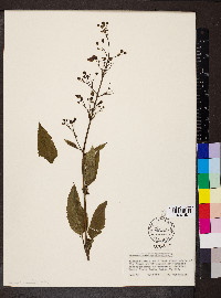 Scrophularia marilandica image