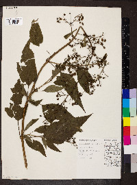 Scrophularia marilandica image