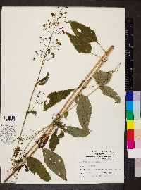 Scrophularia marilandica image