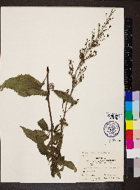 Scrophularia marilandica image