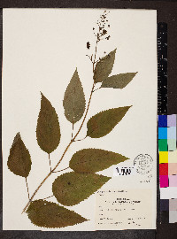 Scrophularia marilandica image