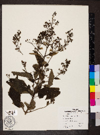 Scrophularia marilandica image