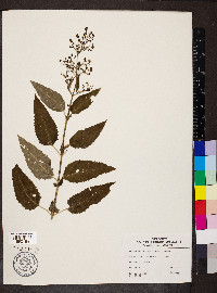 Scrophularia marilandica image