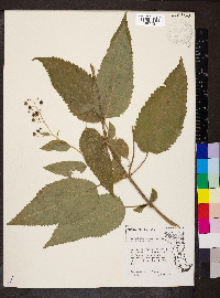 Scrophularia marilandica image