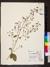 Scrophularia marilandica image