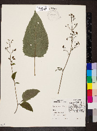 Scrophularia marilandica image