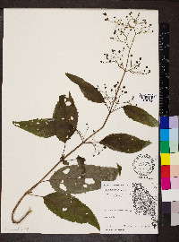 Scrophularia marilandica image