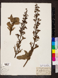 Scrophularia lanceolata image