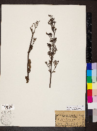 Scrophularia lanceolata image