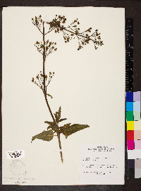 Scrophularia lanceolata image
