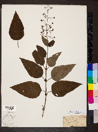 Scrophularia marilandica image