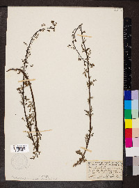 Scrophularia canina image