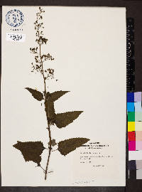 Scrophularia nodosa image