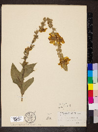 Verbascum phlomoides image