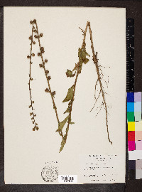 Verbascum virgatum image