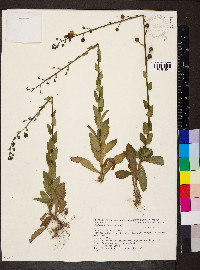 Verbascum blattaria image