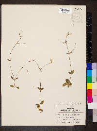 Lindernia monticola image