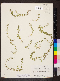 Micranthemum umbrosum image