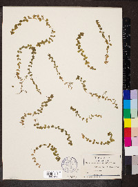 Micranthemum umbrosum image