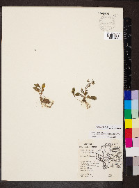 Mazus pumilus image