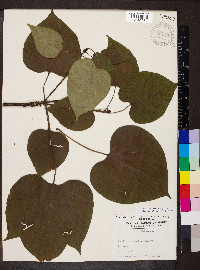 Paulownia tomentosa image