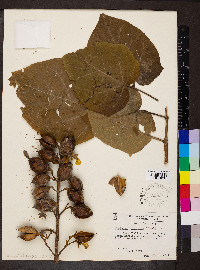 Paulownia tomentosa image