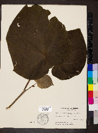 Paulownia tomentosa image