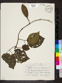 Amphilophium paniculatum image