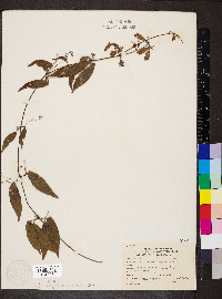 Bignonia capreolata image