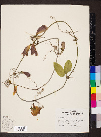 Bignonia capreolata image