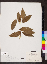 Bignonia capreolata image