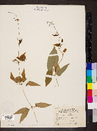 Bignonia capreolata image
