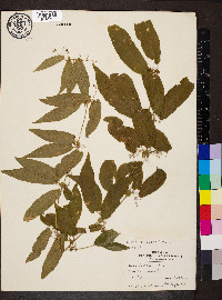 Bignonia capreolata image