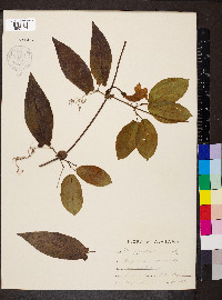 Bignonia capreolata image