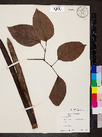Bignonia aequinoctialis image