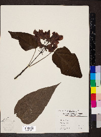 Catalpa bignonioides image