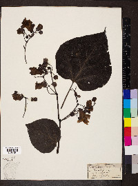 Catalpa bignonioides image