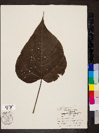 Catalpa bignonioides image