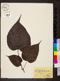 Catalpa speciosa image