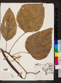 Catalpa speciosa image