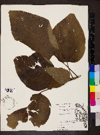 Catalpa speciosa image