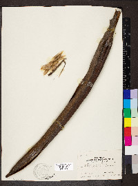Catalpa speciosa image