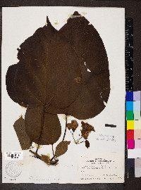 Catalpa speciosa image