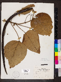 Catalpa speciosa image