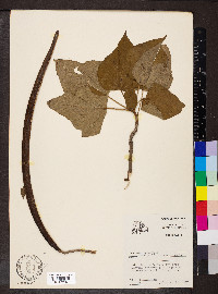 Catalpa bignonioides image