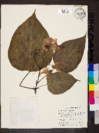 Catalpa bignonioides image