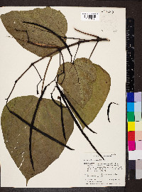 Catalpa bignonioides image