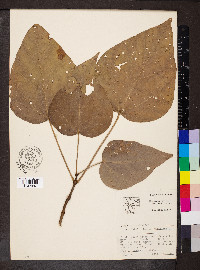 Catalpa bignonioides image