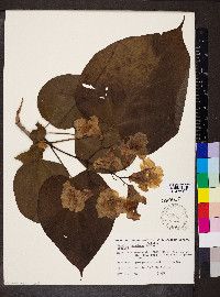 Catalpa speciosa image