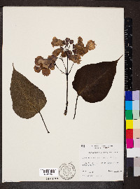 Catalpa speciosa image